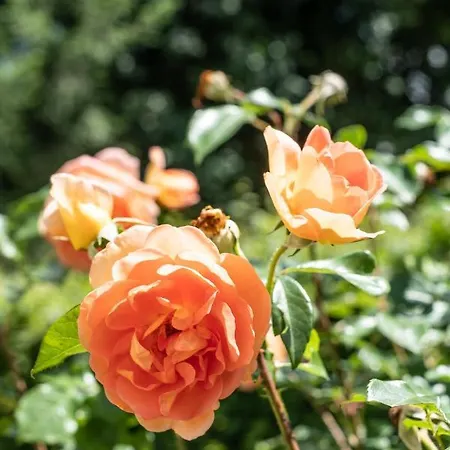 Appartement Oma's In Haus Grete *