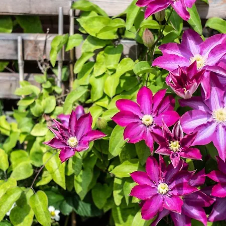 Oma's In Haus Grete Lejlighed *