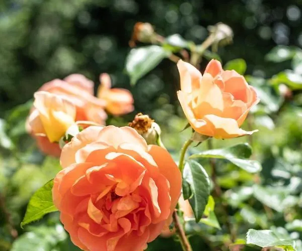 شقة Oma's In Haus Grete *